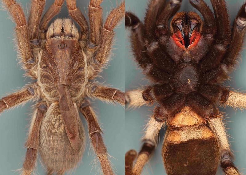 La tarántula por arriba y por abajo